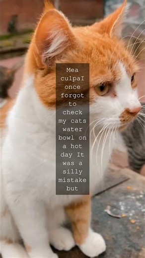 Cats and Extreme Heat What You Need to Know Did you know cats can survive in extremely...