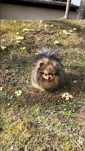 The love between a dog and its human 🐶❤️🤵🏻‍♀️ #pomeranian #dog #love #relationship #croqlavie