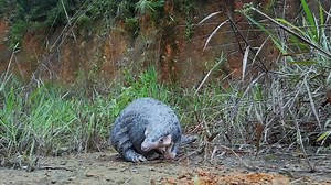 124 reactions | A Chinese pangolin, a critically endangered mammal, was spotted moving around in the wild during daytime for the first time in Huizhou, south China's Guangdong Province. As the nocturnal animal, Chinese pangolin is rarely seen during the day. | China News 中国新闻网 | Facebook