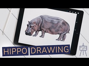 Hippo Drawing – Learn How to Draw a Realistic Hippo in 16 Steps