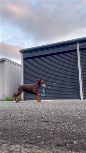 ドーベルマンの子犬 1分トレーニング開始 #ドーベルマン #大型犬のいる生活 #多頭飼い