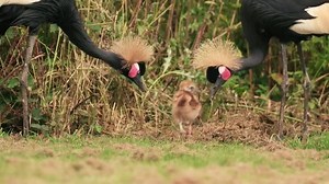This amazing footage shows our proud West African black crowned crane parents keeping a close watch over their new chick! West African crowned cranes are monogamous and remain a couple for life. Both the male and female build their nest together and take turns in incubating eggs and caring for their young. And as you can see, they're doing a great job! | Chester Zoo