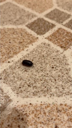 ROLY-POLY IN MY KITCHEN #bug #pets #viral #shorts