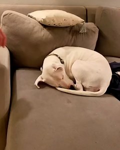 This girl's deaf dog has the sweetest reaction when she's woken up each day 🐶❤️ | LADbible