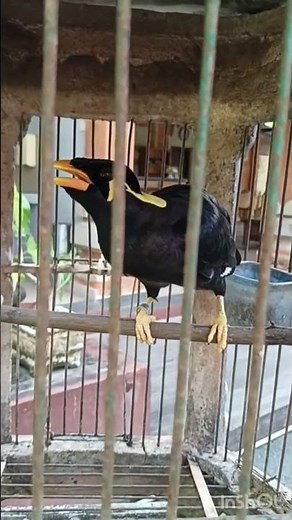 Talking Myna Bird Repeats Human Voice | Funny & Smart Bird Moments!