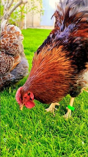 WYANDOTTE | Blue Laced Red | Fancy Poultry | AZ FANCY BIRDS