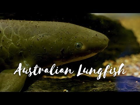 Back from the Brink - Season 4 Episode 1 - Australian Lungfish