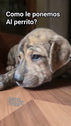 como lo llamaré? #umamusume #agnestachyon #lowcortisol #trending