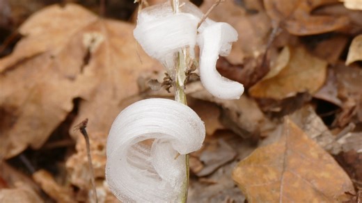 With one touch, they vanish. Meet the delicate, icy wonders called frost flowers