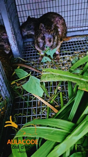 Savais tu que les aulacodes mangeaient les feuilles en plus des herbes? #aulacode #agouti