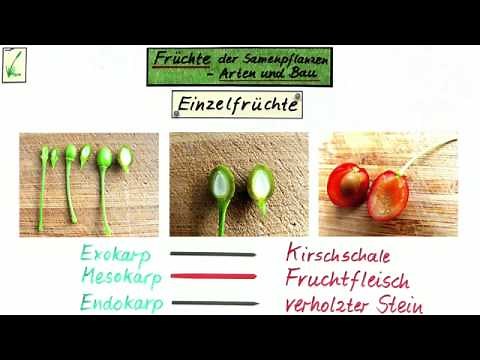 Arten und Aufbau von Früchten | Biologie | Biologie der Pflanzen und Pilze (Mittelstufe)
