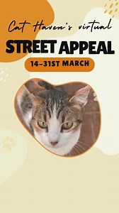 🐾Cat Haven’s Street Appeal! We Need Your Help to Save Lives!🐾 Right now, our shelter is overflowing with abandoned, injured, and homeless cats. More than 8,000 cats and kittens come through our doors each year we need your help. Without your support, we simply cannot continue to rescue and care for them all. We have so many cats coming through that need dental surgery, desexing, microchipping and so much more before they can find their furever homes. Tiny newborn kittens, dumped in boxes, too 