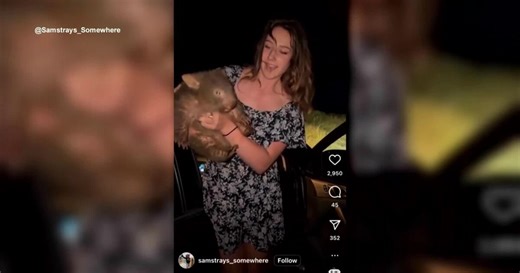 American influencer who caused outrage after snatching a baby wombat in Australia issues apology