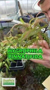Hygrophila Pinnatifida Convertion Process!