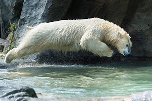 267K views · 1.2K reactions | Hot in the city!  The animals at Zoo Vienna Schönbrunn have their own way to keep cool  | vienna.info | Facebook