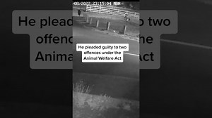 CCTV shows man attacking dog - The Global Herald