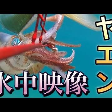 【水中動画④】ヤエン投入〜ギャフ掛けまで