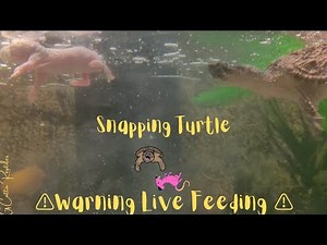 ⚠️Warning Live Feeding⚠️ Snapping Turtle Takes On A Pinky Rat