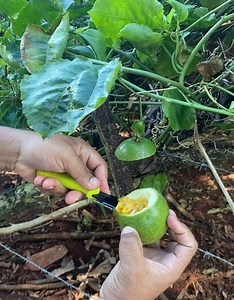 2M views · 15K reactions | No uses más lentes para la Vista La cura esta en tu casa | Ideas en 30 segundos | Facebook