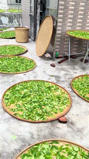Fenghuang Dancong Tea: Drying Process in a Mountainous Tea Village