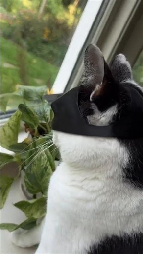 🔢 Item ID: Q96979 Cat Bat Mask - Bat Costume Mask for Cats - Hallowe #StyleInspo