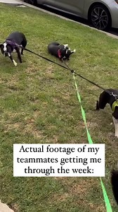 It was a very short week for me, but still needed the help. 😂 so grateful for awesome co workers. Now for Fall Break! Even if it’s just a Friday and a Monday, I’ll take it. Video credit @bostoncerberus #teacher #teacherlife #teachersofinstagram #teacherhumor | Hi It’s Me Mrs. V