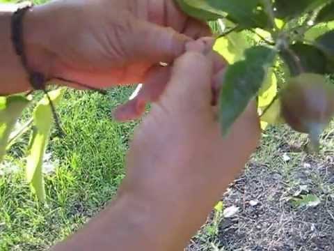 Maritza demonstrates how to put Orchard Sox on your fruit tree