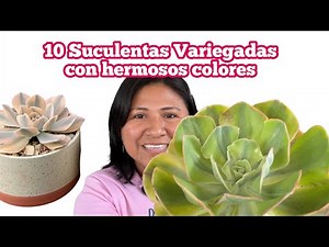 10 SUCULENTAS CON HERMOSOS COLORES || Donde comprar suculentas Variegadas