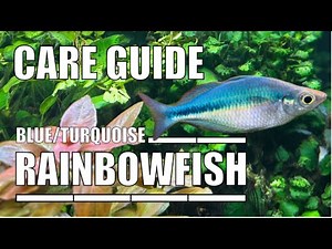 Blue Turquoise Rainbowfish Species Profile Aquarium Tropicalfish Tank Boesemani