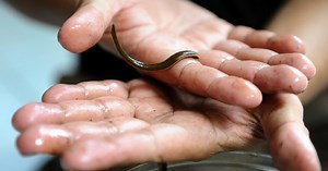How to safely remove a leech (or avoid them altogether)