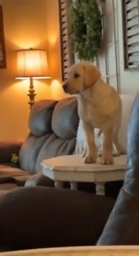 34K views · 327 reactions | This puppy is scolded for jumping on the table  | Rumble Dogs | Facebook