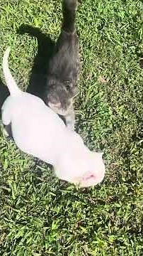 Extreme Pocket American Bully Female Puppy For Sale