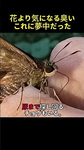 The Morpho Butterfly: What It Craves More Than Flowers
