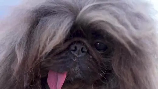 Meet Wild Thang, the 'world's ugliest dog'