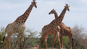 Spreading awareness on the decline of giraffes through a new documentary 'The Woman Who Loves Giraffes'