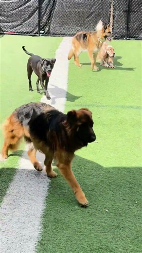 3 sizes, 3 playgroups… 1 Abby’s Dog Daycare pack 🐾 #chelmsfordma #abbysdogdaycare