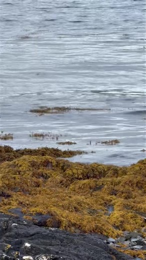 Great tour today otters where having lots of fun on mull . Mum and cub out fishing then spent some time on green rock ( sprainting) and then we got them running past us. Not bad from road side. We had lots of dolphins too , golden eagles sitting on thermals. | Wild Mull Tours