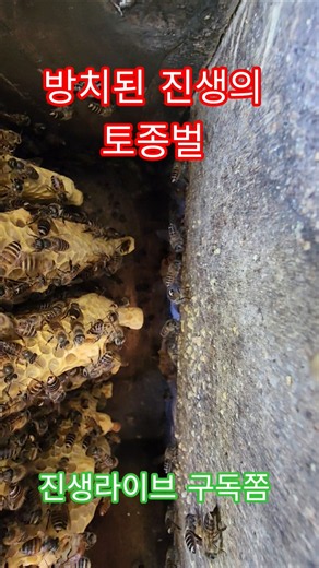 방치된 진생의 토종벌 #한봉 #꿀단지 #토종벌 #한봉