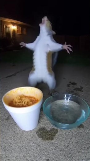 The Best Comedy Clips & Funny Moments!