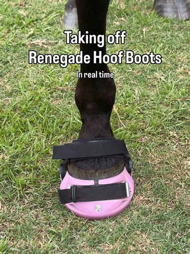 Exploring the Best Colors of Renegade Hoof Boots