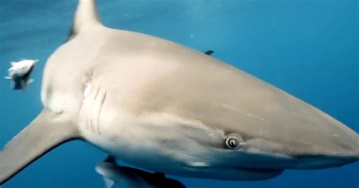 Swimming with sharks? How you need to stay safe at Florida beaches
