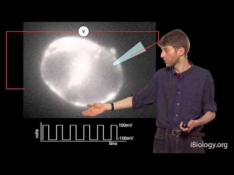 Adam Cohen (Harvard / HHMI): Visualizing Activity in the Brain