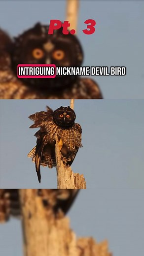 Exploring the Stygian Owl's Unique Ecological Role