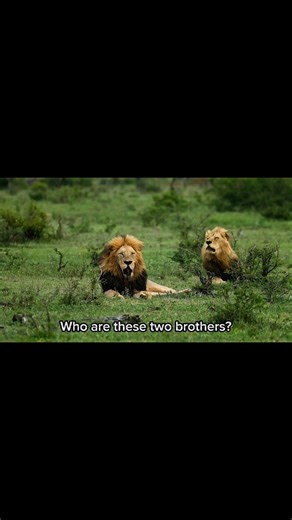 like and subscribe for more #lion #animallife #lionnation #wildlife #bigcat #fighting