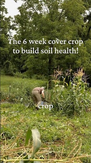 The 6 Week Cover Crop to Build Soil Quality #gardenlife #gardeningtips #covercrop
