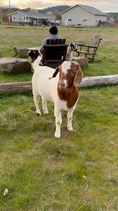 Therapy goat in training. Levi has a ways to go! 😂🐐💚 | No Regrets Farm Sanctuary