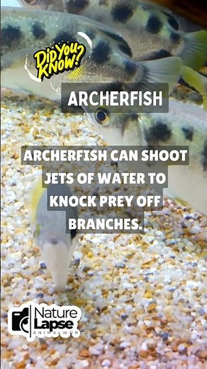 Archerfish: Nature's Sharpshooter!