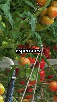 ¡Tomates sin sol ni tierra! 🍅🌿 Lo que nadie te contó del cultivo en casa