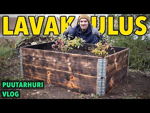 Viljelylaatikon perustaminen hiiltämällä & pensasmustikan istutus