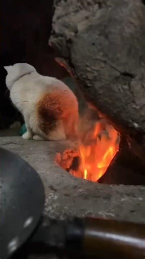 Warum Katzen Hitze nicht sofort spüren? 🐈🔥